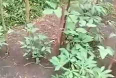 Berkebun Jadi Aktivitas Bermanfaat di Masa Pensiun