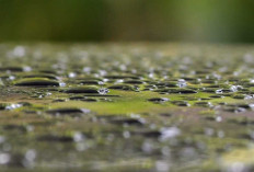 Jangan Remehkan Air Hujan, Manfaatnya Bisa Untuk Minum,Tanaman, hingga Listrik Ramah Lingkungan