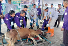 Disbunak Laksanakan Kurban Lima Ekor Sapi Satu Ekor Kambing