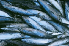 Kamu Salah Satu Pecinta Ikan Laut? Ini 7 Manfaat Ikan Tongkol untuk Kesehatan yang Jarang Diketahui
