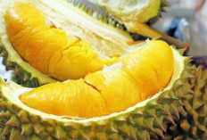 Wajib Anda Tahu! ini Fakta Unik soal Durian