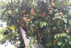Hama Serang Tanaman Duku, Hanya Sebagian Berbuah