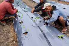 Tingkatkan Produktivitas, Jaga Efisiensi Air, Gunakan Mulsa dan Drip Irigasi