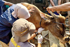 Waspada PMK, Beri Tips Jaga Kesehatan Ternak