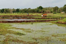 150 Hektar Rawa Disulap Jadi Sawah