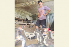 Pemuda Lahat Sukses Beternak Entok, Wujudkan Gerakan Sumsel Mandiri Pangan