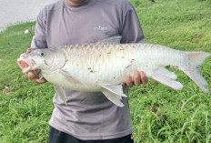 Rezeki Tak Terduga di Tepian Ayek Lematang, Ikan Semah Jadi Berkah Jelang Lebaran