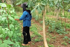 Berkebun di Pekarangan Rumah, Ayu Manfaatkan Lahan untuk Sayuran Sehat
