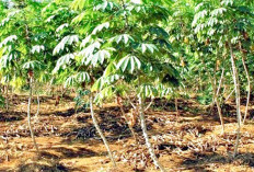  Hasil Menjanjikan, Jadikan Kemplang Singkong
