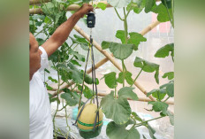 Terapkan Satu Tanaman Satu Buah, Jaga Kualitas, Ukuran, dan Tingkat Kemanisan