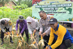 Polsek Lawang Kidul Panen Jagung Bareng Warga, Petani Masih Hadapi Banyak Kendala