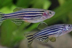 7 Jenis Ikan Hias Air Tawar yang Cocok untuk Pemula, Cantik, Mudah Dirawat, dan Tidak Menguras Kantong