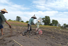 Libatkan Kelompok Tani Tanam Bibit 60 kg Jagung, Wujudkan Kemandirian Pangan di Desa, Selaras GSMP