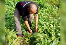 Semangka Sukapulih Laris, Dipasarkan ke Luar Pulau Sumatera