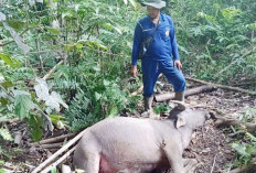 Teror Harimau Incar  Ternak Warga Muratara