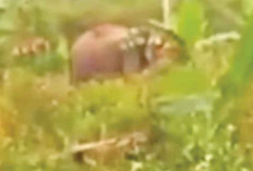Meresahkan, Sebulan Empat Kali Gajah Liar Masuk Perkampungan 