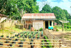 Penuhi Sayuran di Pekarangan Rumah