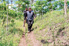 Dirresnarkoba Pimpin Tim Gabungan Sisir Perbatasan Lahat-Empat Lawang, Temukan Lokasi Penyemaian Ganja