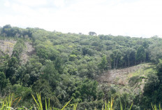Tebing Gundul, Bukit Jadi Kebun, Terpantau dari Tanjakan Endikat dan Jalan Lahat-Pagaralam