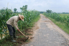 Tanggul Irigasi Disulap Jadi Lahan Jagung