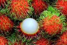 Kenapa Musim Hujan Jadi Musimnya Rambutan? Ini Penjelasan Ilmiahnya