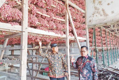 Adopsi Ilmu dari Brebes,  Katrol Produksi Bawang Merah