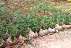 Kurangi Limbah, Manfaatkan Karung Semen 