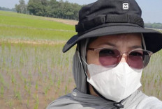 Hama Keong Mas Serang 35 Hektare Sawah di OKU Timur, Petani Diimbau Waspada