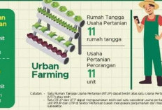 Pertumbuhan Sektor Pertanian di Lahat Menghadapi Beragam Tantangan Pangan