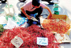 Harga Cabai Merah Merosot