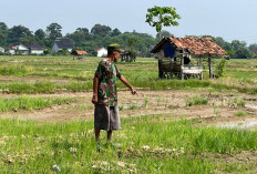 132 Hektare Sawah Kekeringan, Ratusan Petani di Muara Enim Menjerit