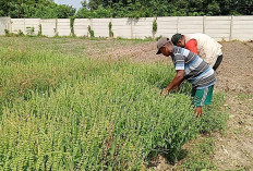Petani Banyuasin Raup Rp20 Juta dari Lahan Tandus