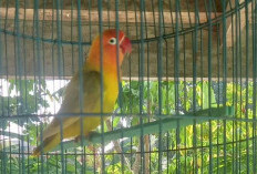 Fakta Menarik dan Kontroversi Seputar Lovebird, Burung Peliharaan Populer Bersayap Pelangi Asal Afrika