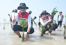 Tekan Emisi Karbon, Lindungi Kawasan Pesisir