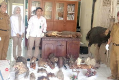 Sisir Offset Satwa Langka Tak Berizin, BKSDA Sumsel Terima 19 Spesimen dari Museum Balaputradewa 