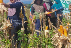  Bukti Semangat Petani Jaga Ketahanan Pangan