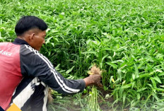 Lapas Kayuagung Panen Kangkung Latih Warga Binaan
