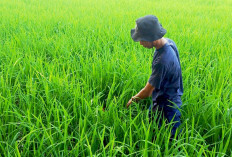Petani Lubuk Seberuk Atasi Hama Sundep, Panen Padi Diprediksi Tetap Aman Juli-Agustus