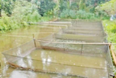 Desa Bero Jaya Timur Muba Sukses Kembangkan Budidaya Ikan Lele, Jadi Kampung Perikanan Unggulan