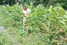  Tanam Lengkuas di Kebun Sempit, Habiskan Modal Rp3 juta