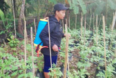 Warga PALI Antusias Dukung GSMP, Manfaatkan Pekarangan untuk Pangan Mandiri