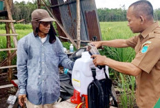 Petani Ogan Ilir Gunakan Biofungisida untuk Basmi Penyakit Kresek pada Padi