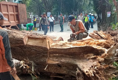 Perubahan Cuaca Berdampak, Pohon Angsana di Palembang Tumbang Imbas Angin Kencang dan Dimakan Usia