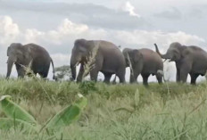 Warga Waswas Gajah Liar Masuk Perkampungan