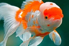 Exploring the Beauty: Inilah 6 Jenis Ikan Mas Koki yang Memikat Hati, Mana Favoritmu?