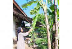 Kisah Siti Warsiah Dukung Kemandirian Pangan di Prabumulih,  Dari Pekarangan ke Meja Makan