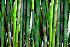 Pahami Bambu yang Mudah diperoleh dan dijual serta Ramah Lingkungan