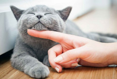 10 Tips untuk Memastikan Kucing Anda Aman dan Nyaman saat Ditinggal Mudik Lebaran