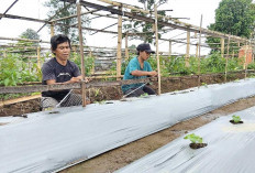 Tanaman Melon Rawan Hama, Musim Hujan Jadi Tantangan Agrowisata Pulo Mas Empat Lawang