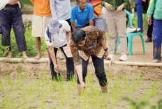 Langkah Nyata PTBA Tingkatkan Hasil Panen, Uji Coba Pemanfaatan Kalium Humat